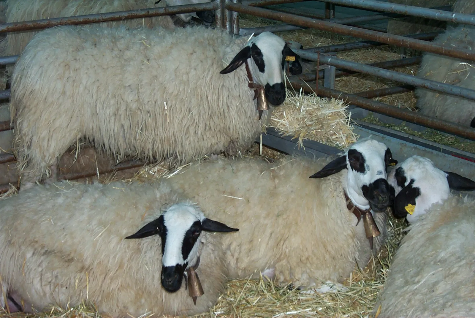 Rebaño de ovejas de raza churra, de lana blanca y cara manchada, en una feria ganadera